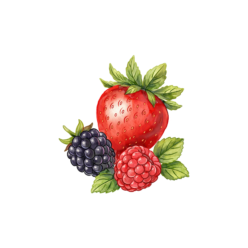 Watercolour illustration of fruit