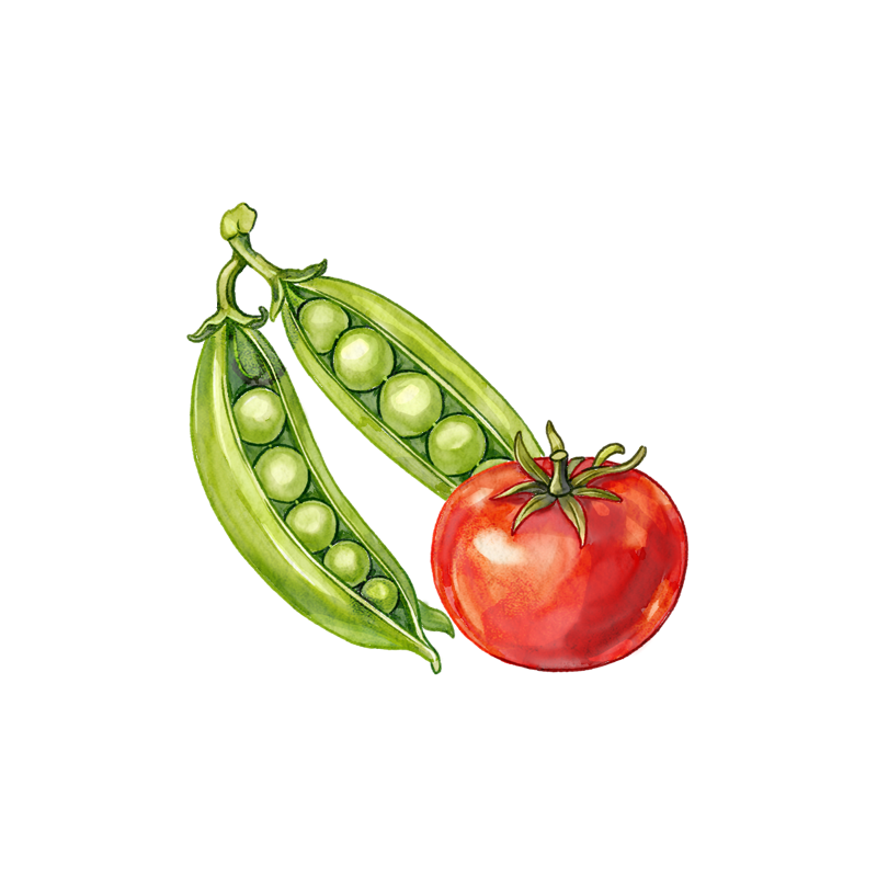 Watercolour illustration of vegetables